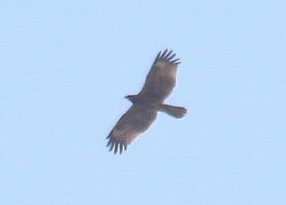 Bonelli's Eagle - ML640903359