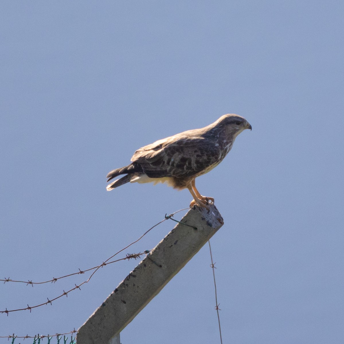 Канюк південний - ML640903363