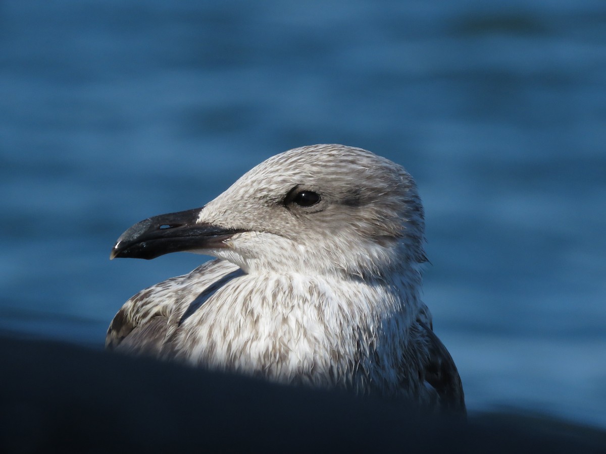 European Herring Gull - ML640903373