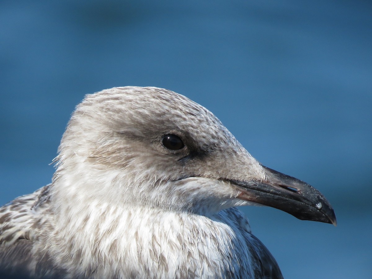 European Herring Gull - ML640903374