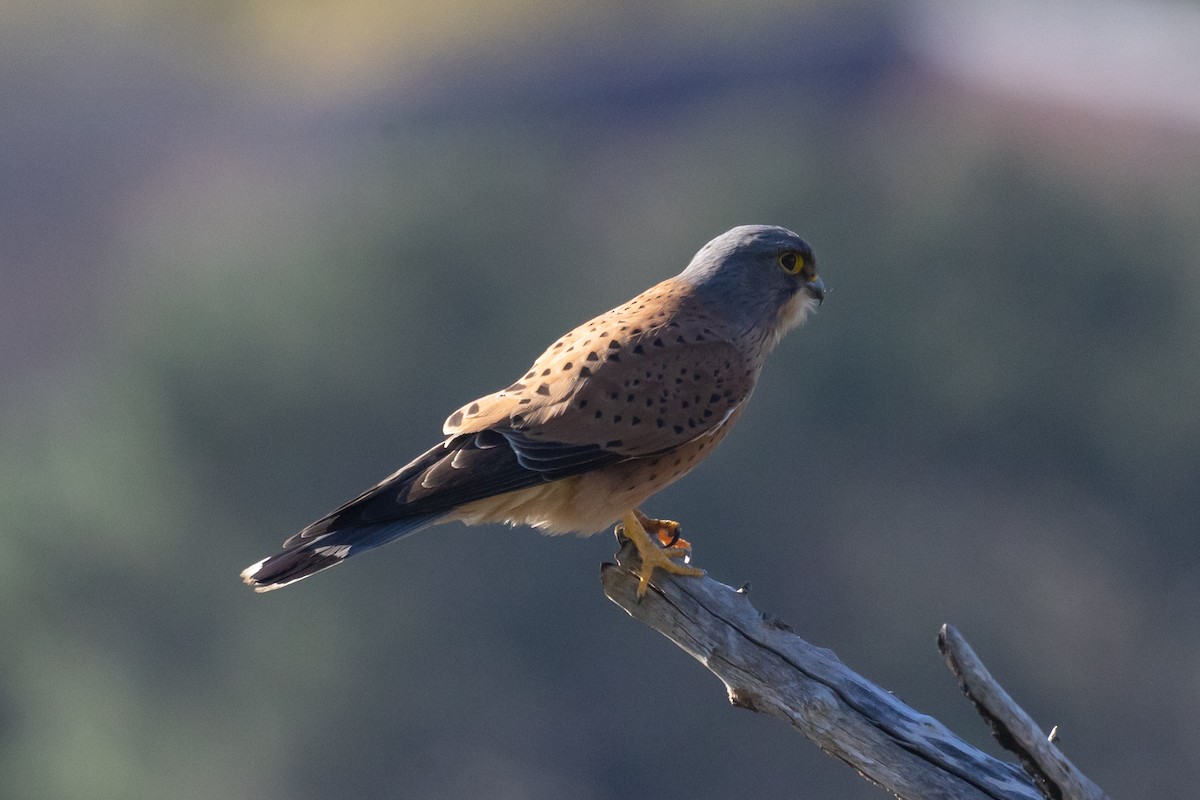 Rock Kestrel - ML640903380