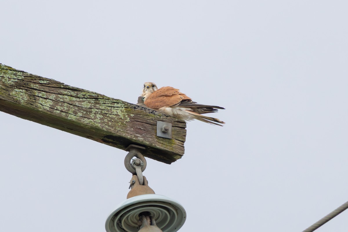 Nankeen Kestrel - ML640903410