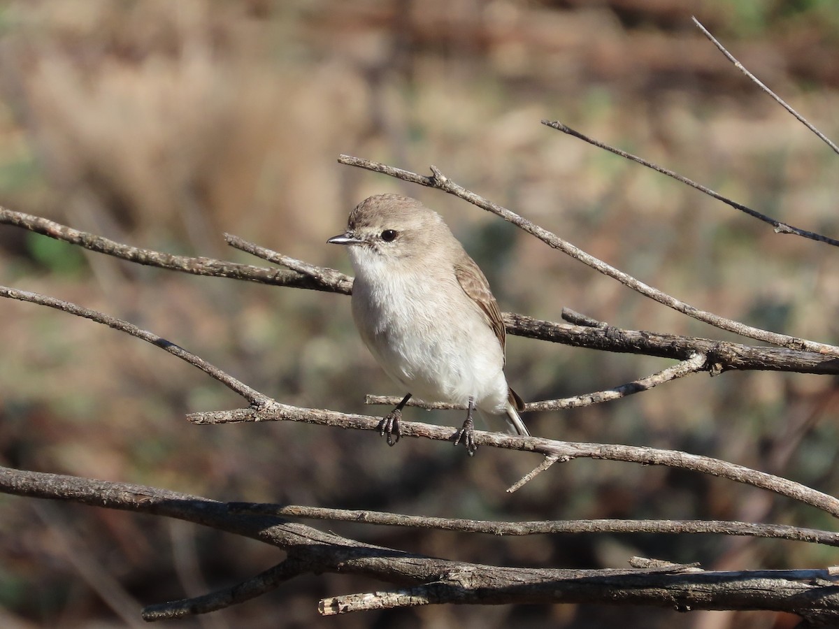 Jacky-winter - ML640903442