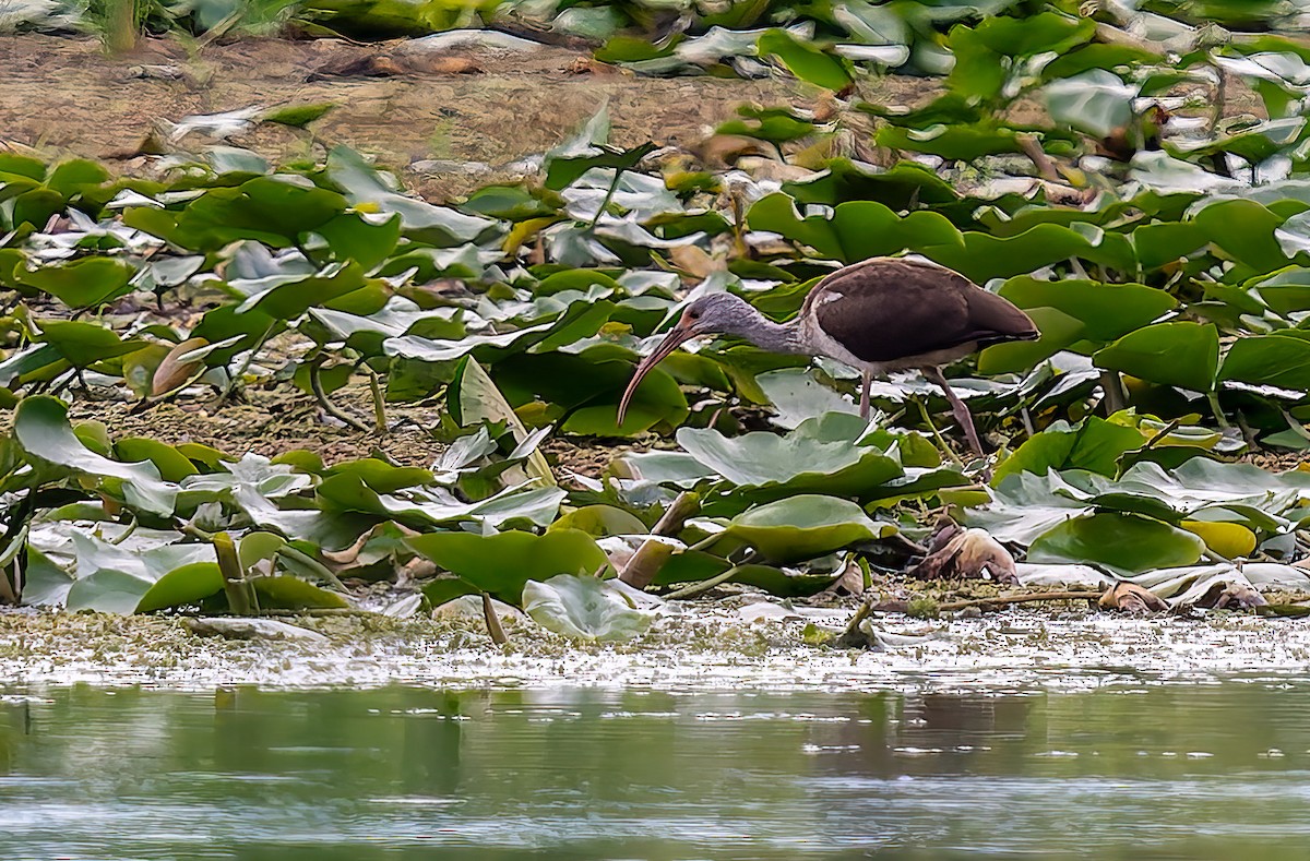 White Ibis - ML640903487