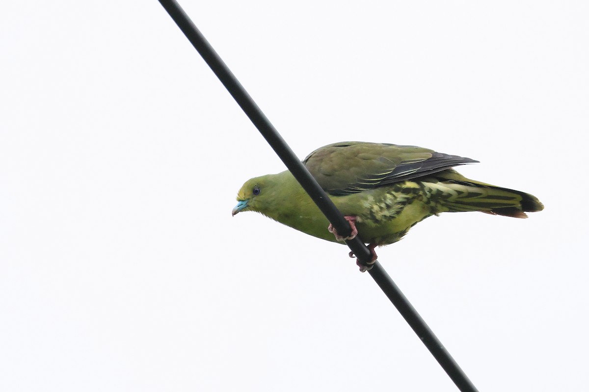Whistling Green-Pigeon - ML640903503