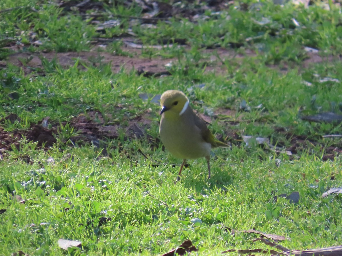 White-plumed Honeyeater - ML640903543