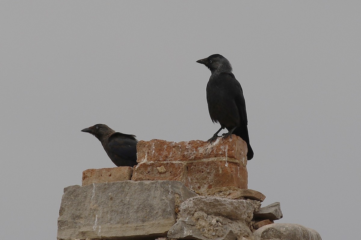 Eurasian Jackdaw - ML640903544