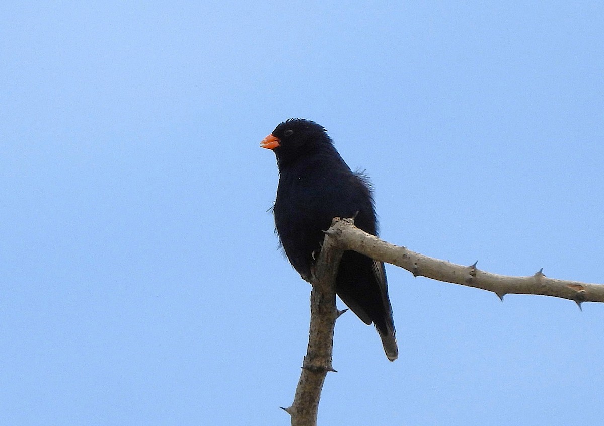 Village Indigobird - ML640903619