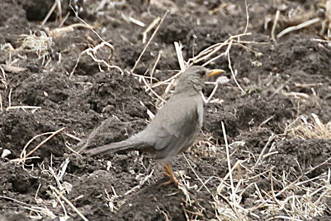 Merle chiguanco - ML640903675