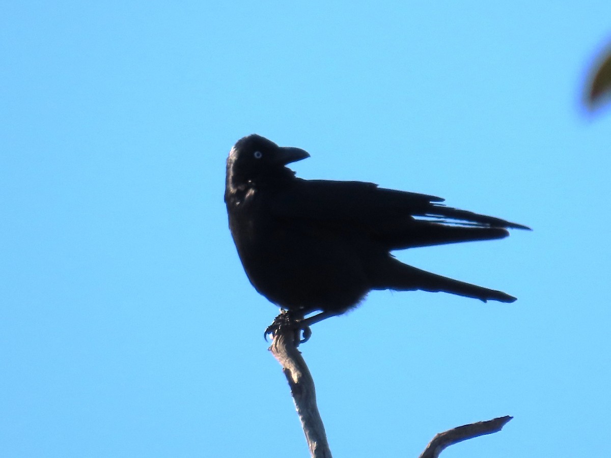 Little Raven - ML640903752