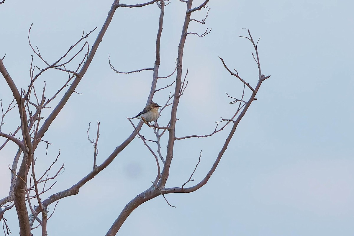 Eastern Black-eared Wheatear - ML640903754