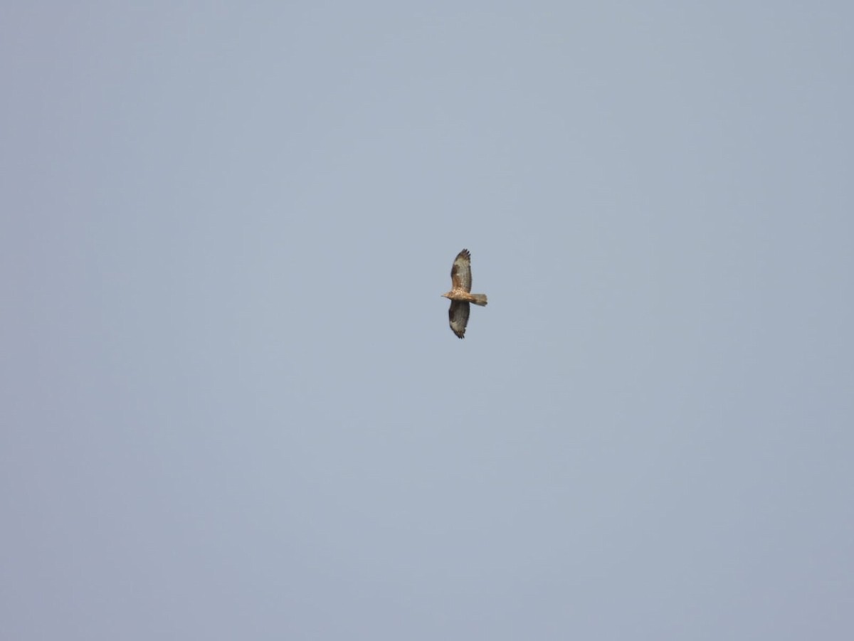 European Honey-buzzard - ML640903809