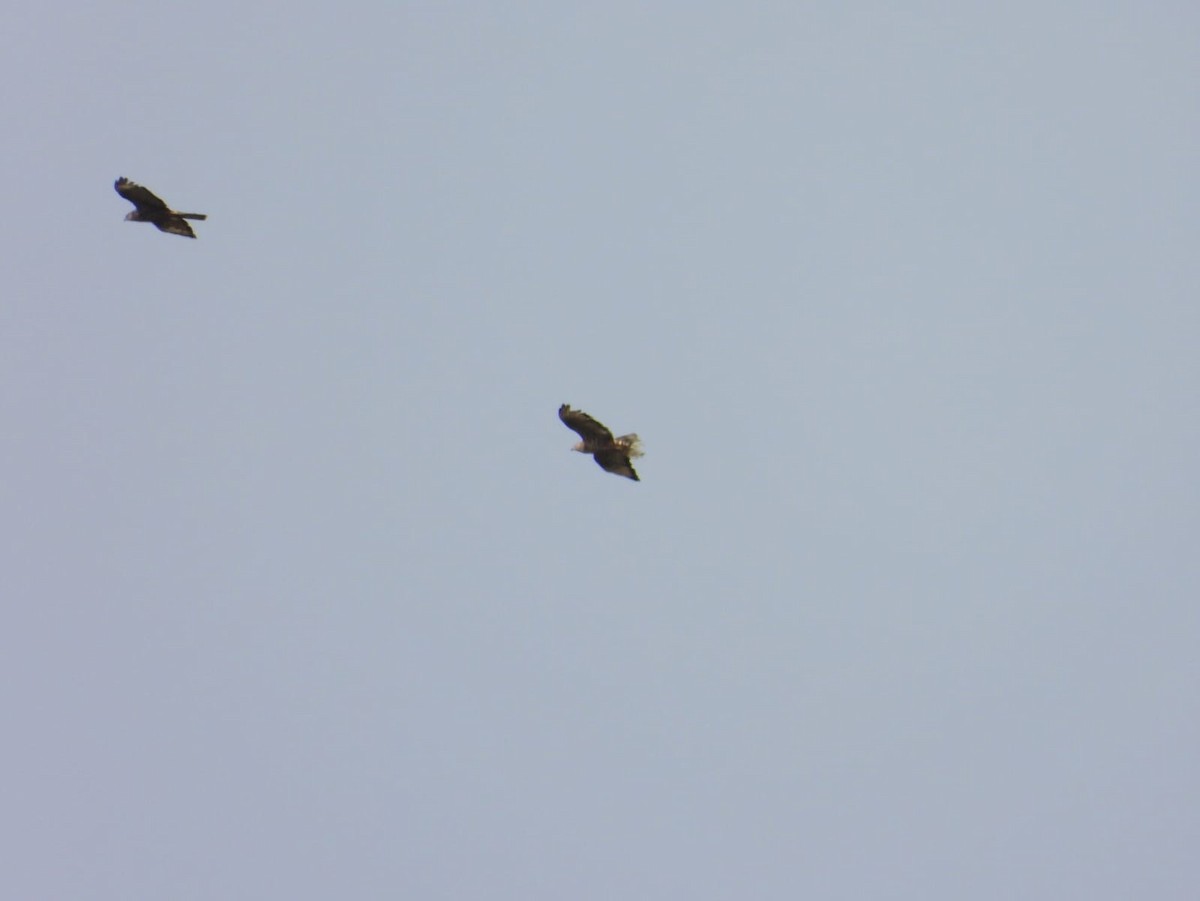 European Honey-buzzard - ML640903817