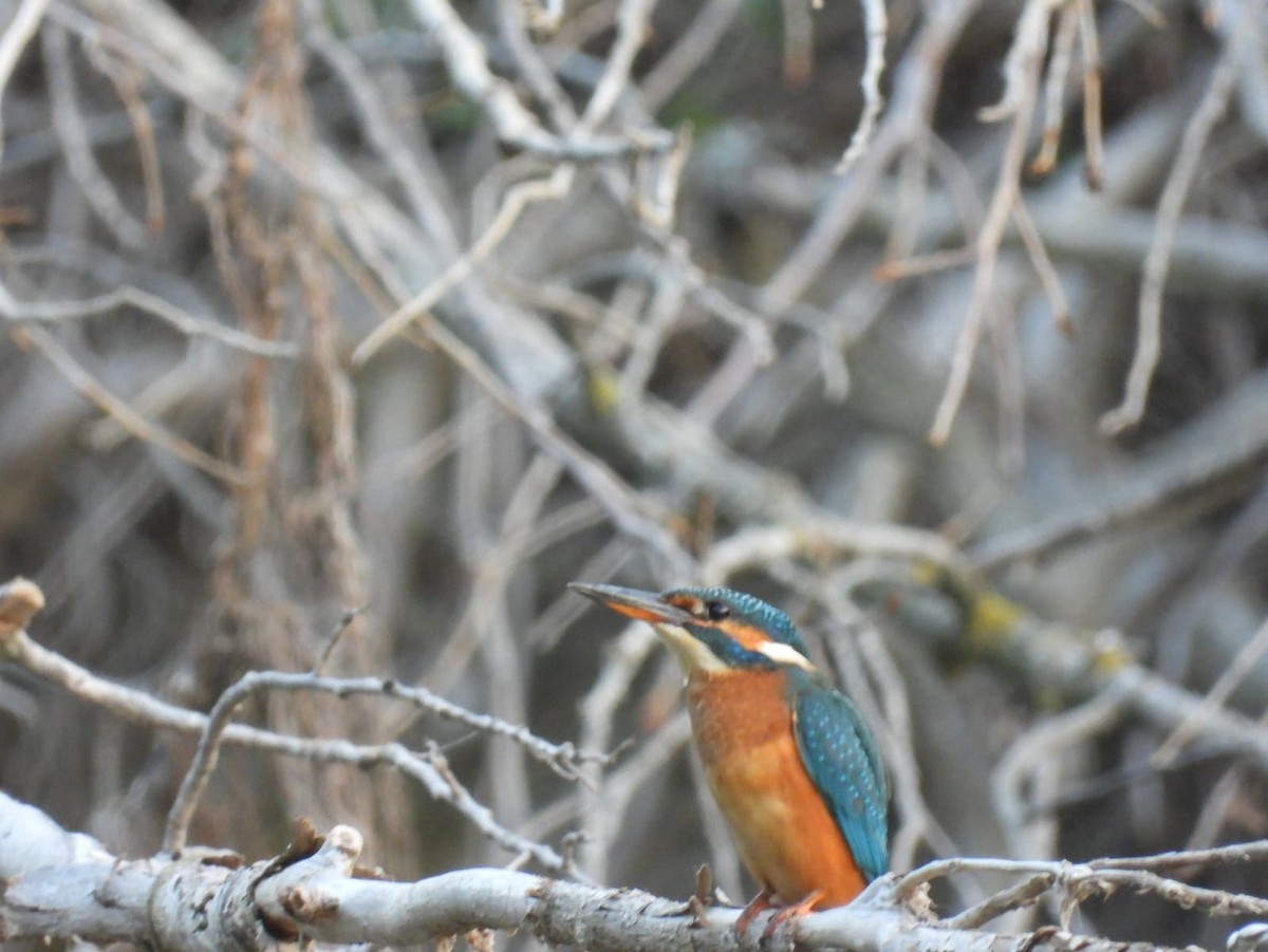 Common Kingfisher - ML640903837