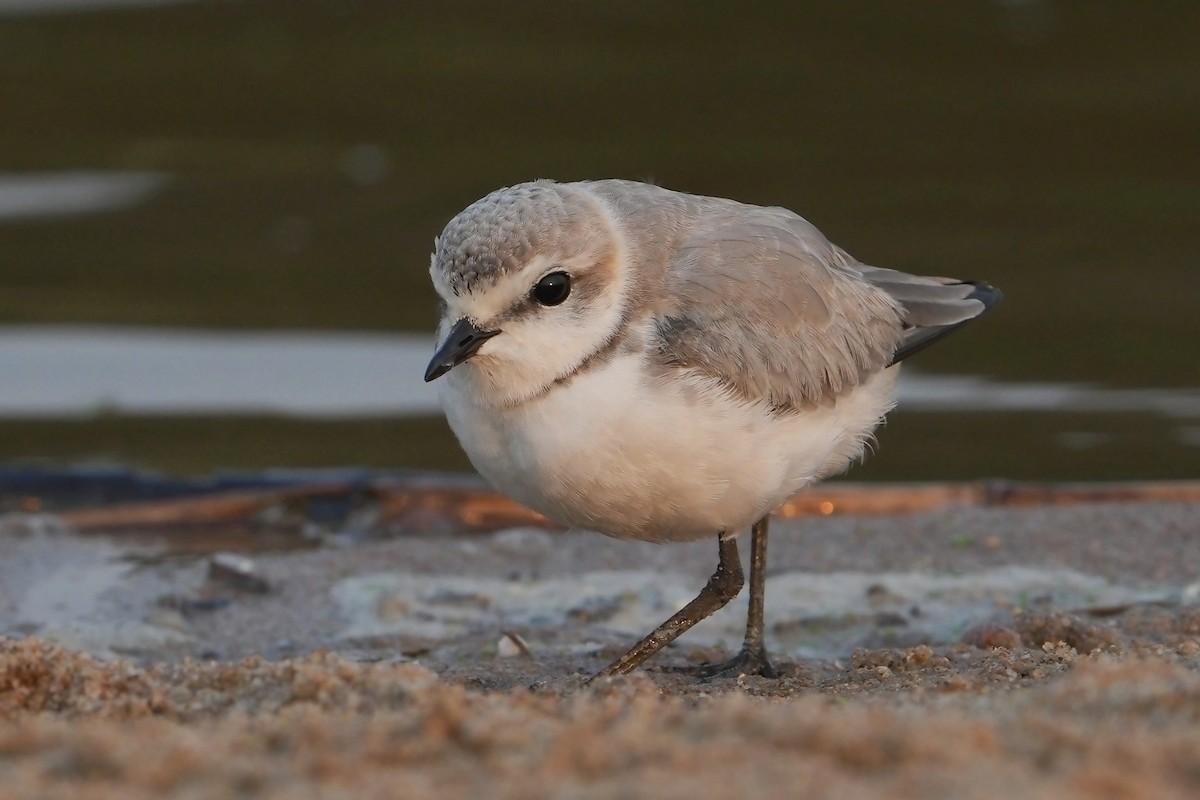 Chestnut-banded Plover - ML640903913