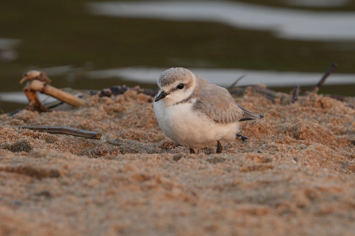 Chestnut-banded Plover - ML640903914