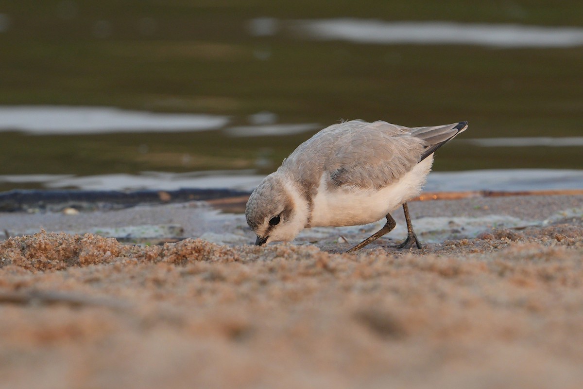 Chestnut-banded Plover - ML640903915
