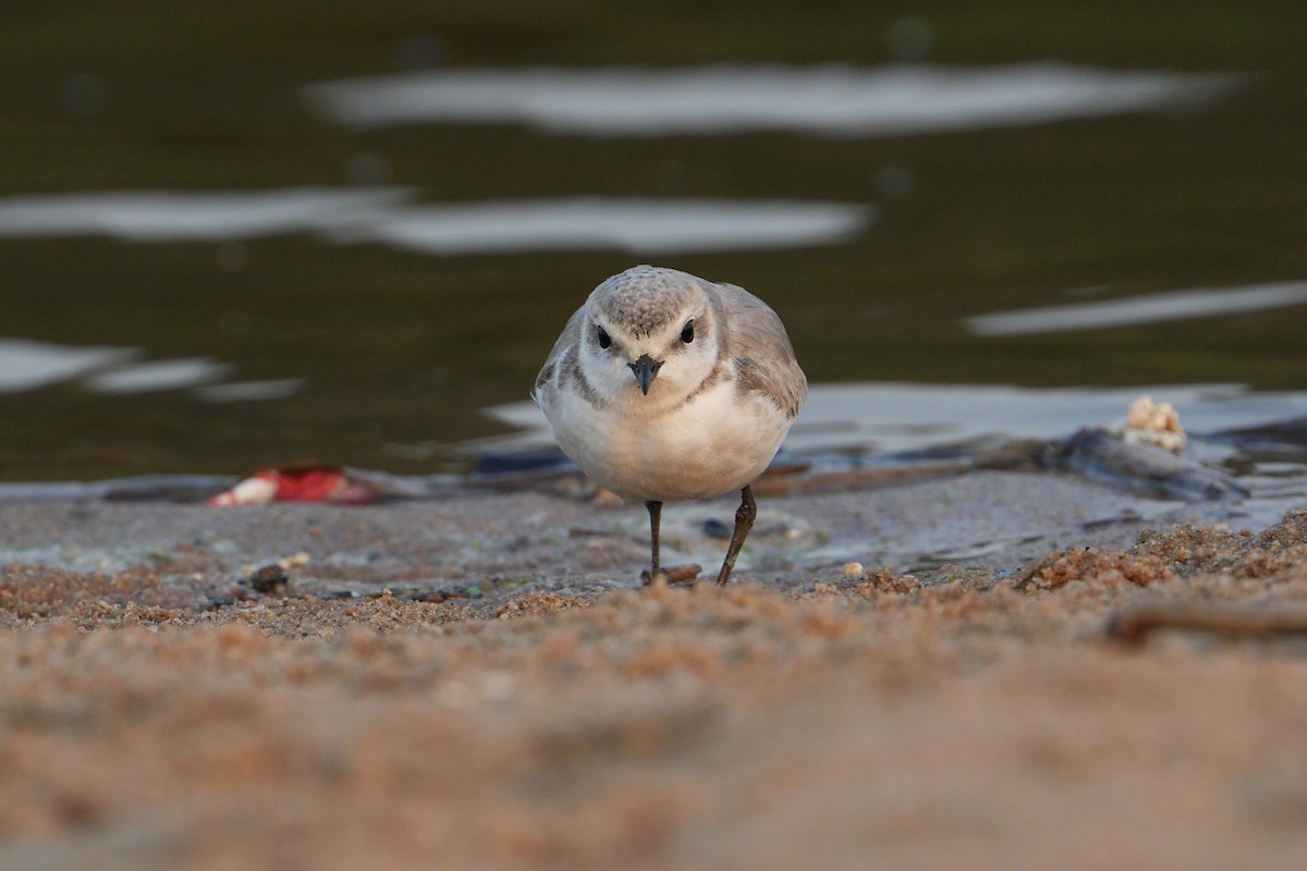Chestnut-banded Plover - ML640903916