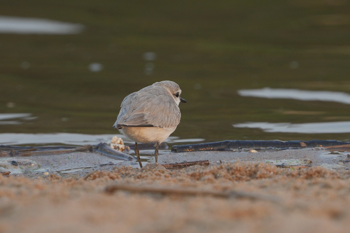 Chestnut-banded Plover - ML640903917