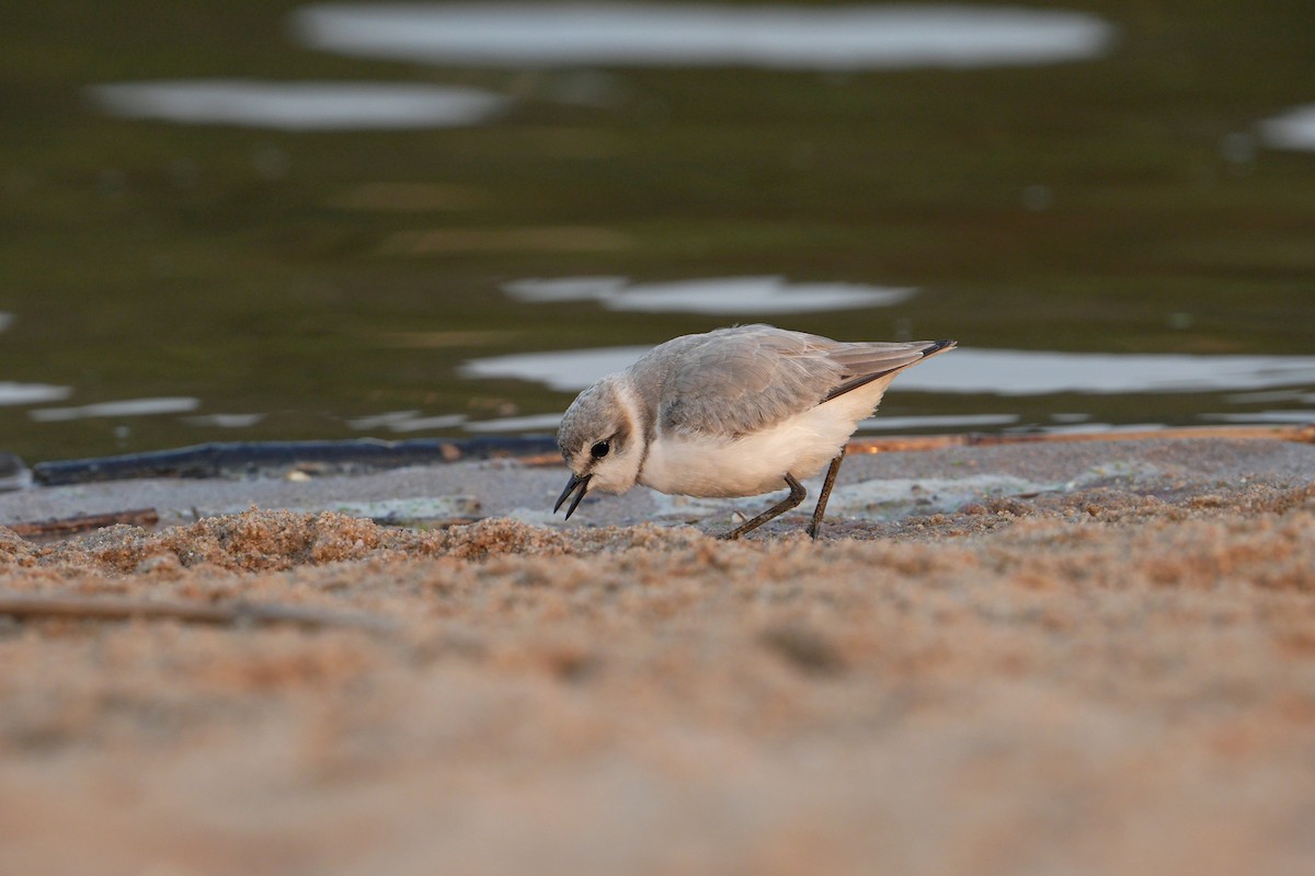 Chestnut-banded Plover - ML640903918