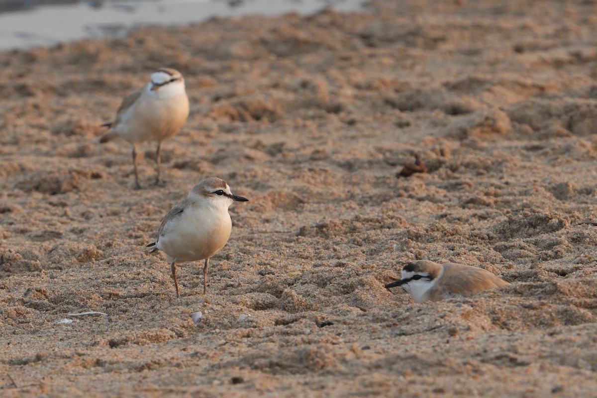 strandlo - ML640903925