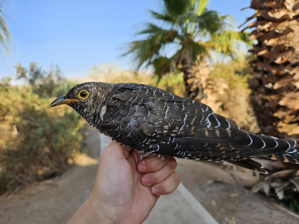 Kuku eurasiarra - ML640903926