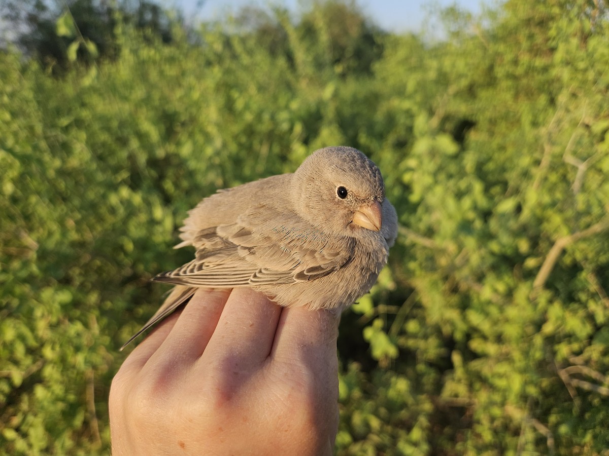 Gailupa tronpetaria - ML640903952