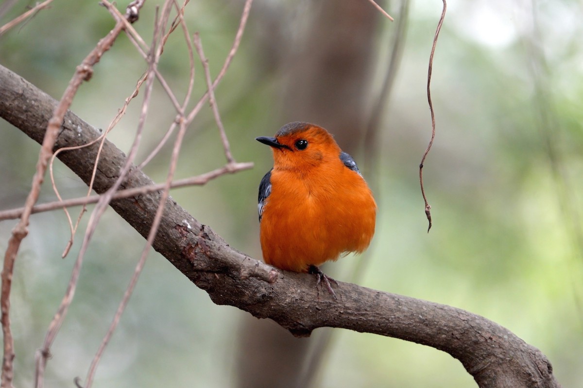 Red-capped Robin-Chat - ML640903959