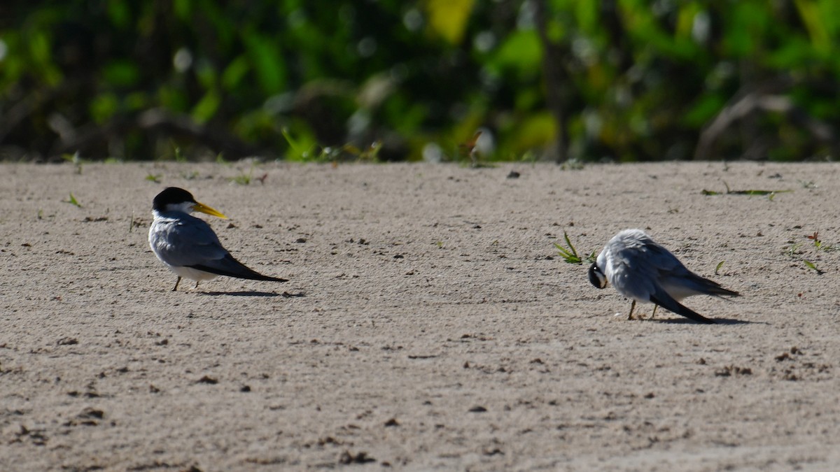Yellow-billed Tern - ML640903999