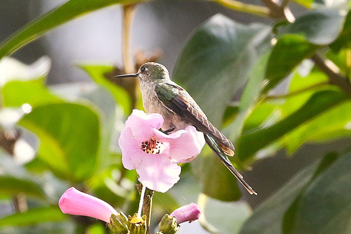 Gray-bellied Comet - ML640904008