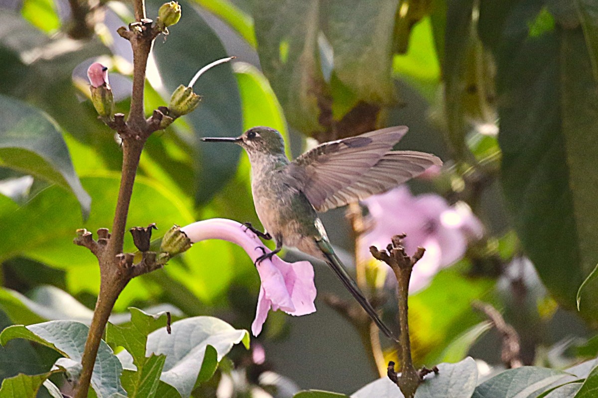 Gray-bellied Comet - ML640904030