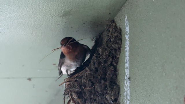 Welcome Swallow - ML640904049