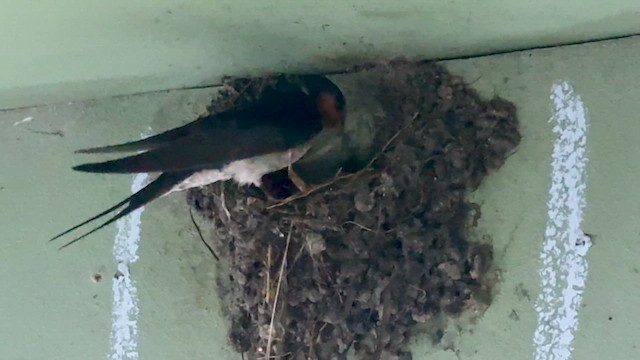 Welcome Swallow - ML640904050