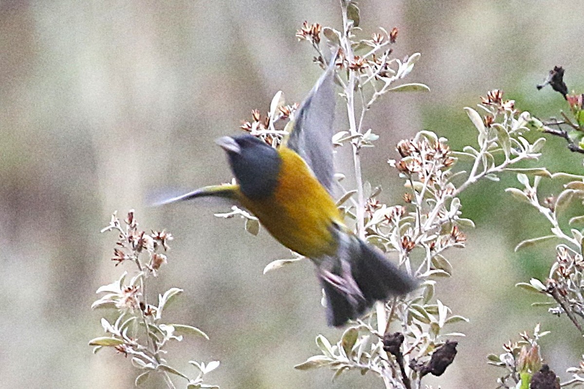 Peruvian Sierra Finch - ML640904067
