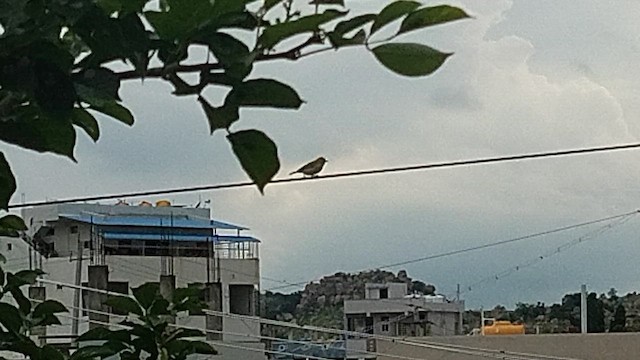 Indian White-eye - ML640904071