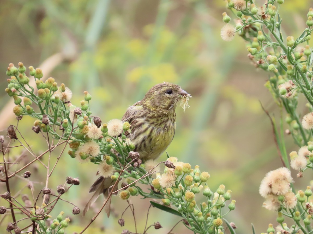 European Serin - ML640904090
