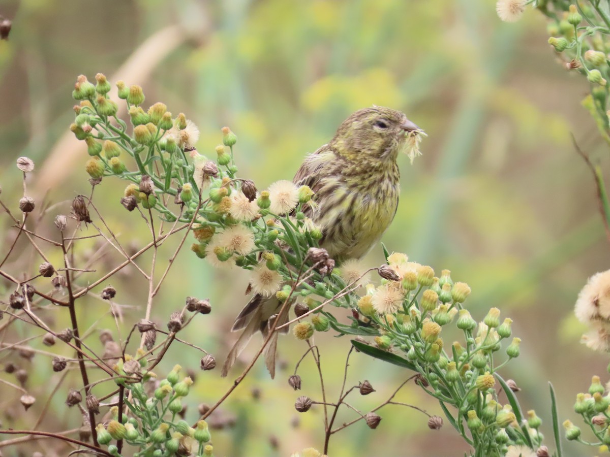 European Serin - ML640904092