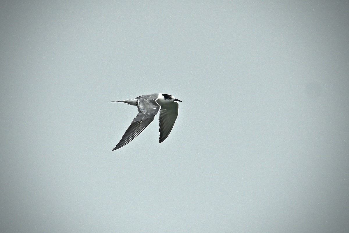 Common Tern - ML640904099