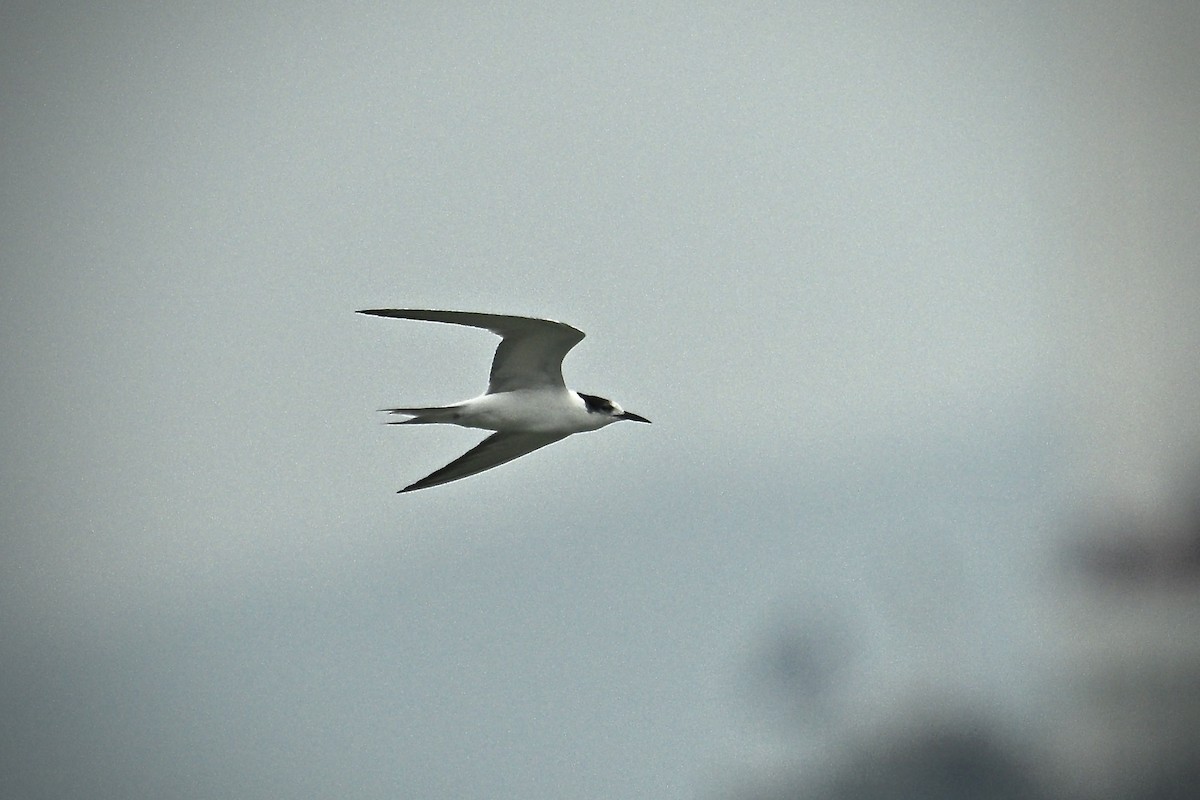 Common Tern - ML640904100