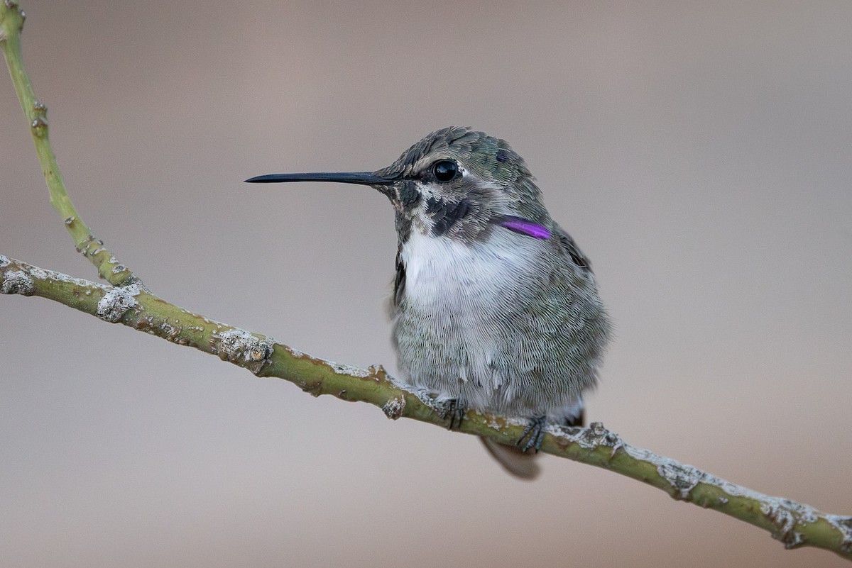 Costa's Hummingbird - ML640904137
