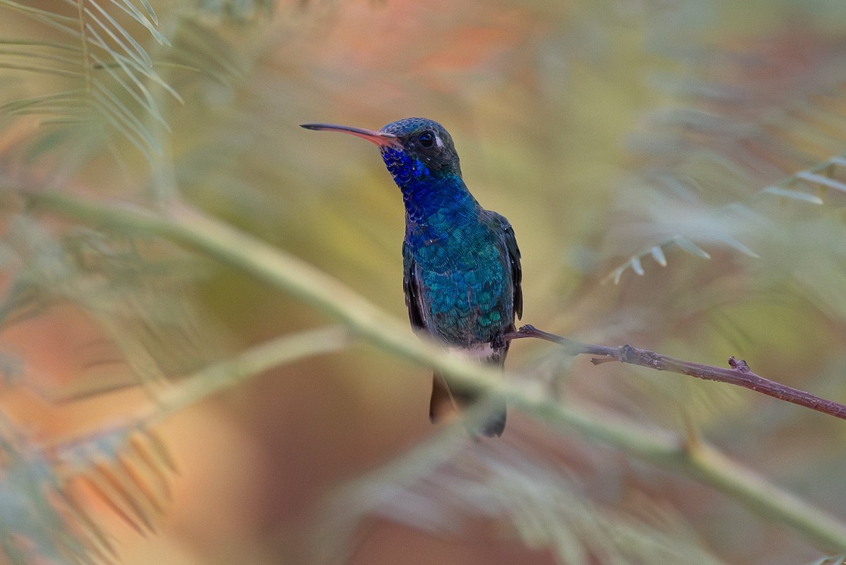 Broad-billed Hummingbird - ML640904156