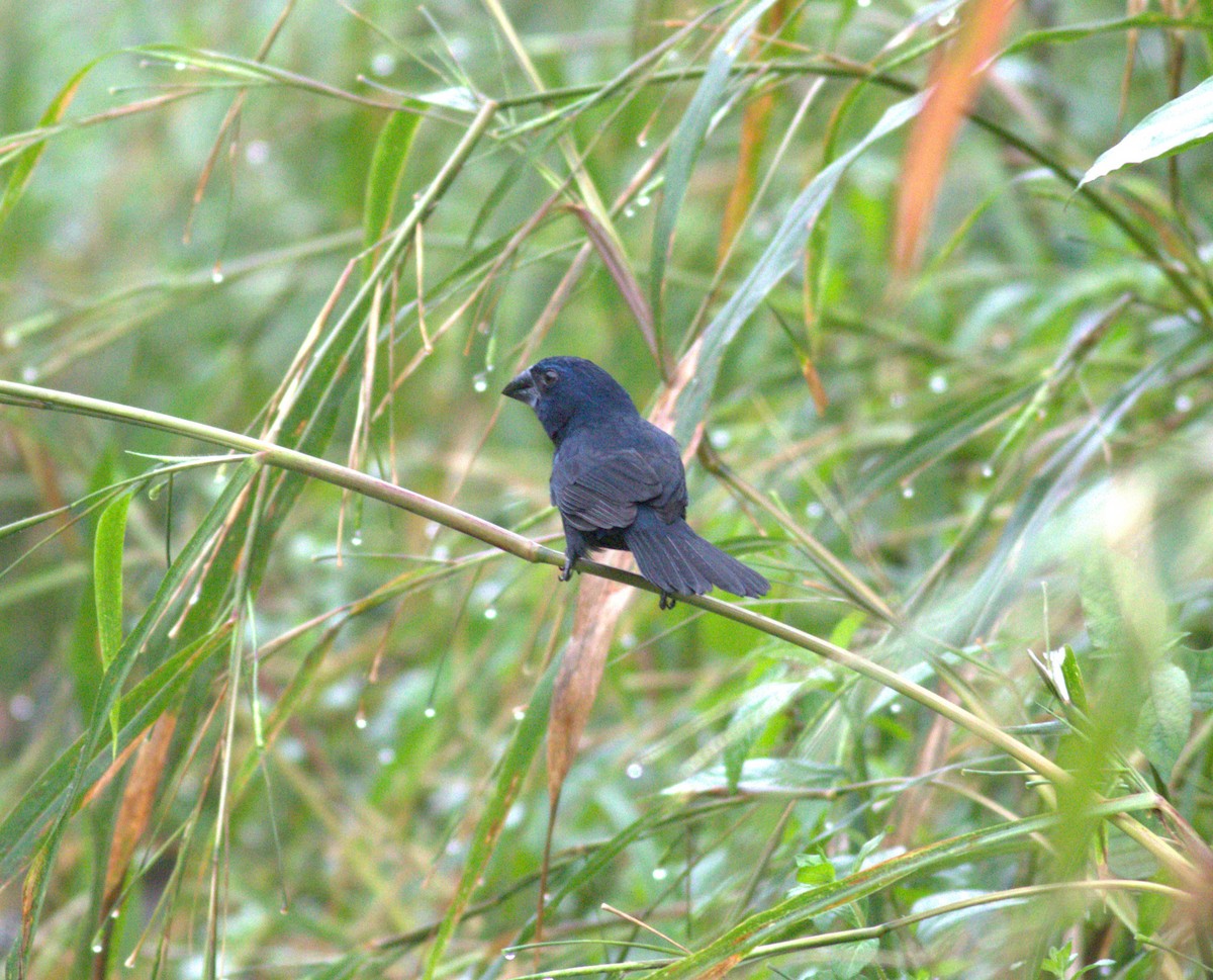 Blue-black Grosbeak - ML640904168