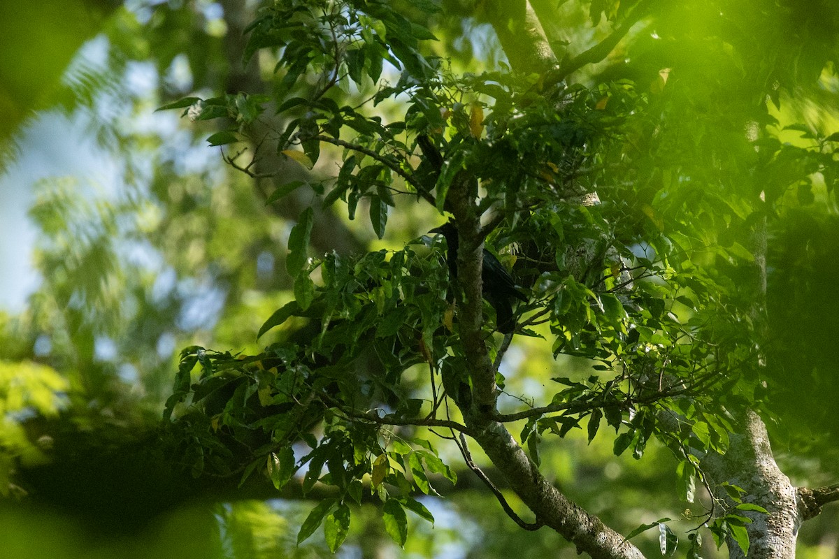 Crow-billed Drongo - ML640904176
