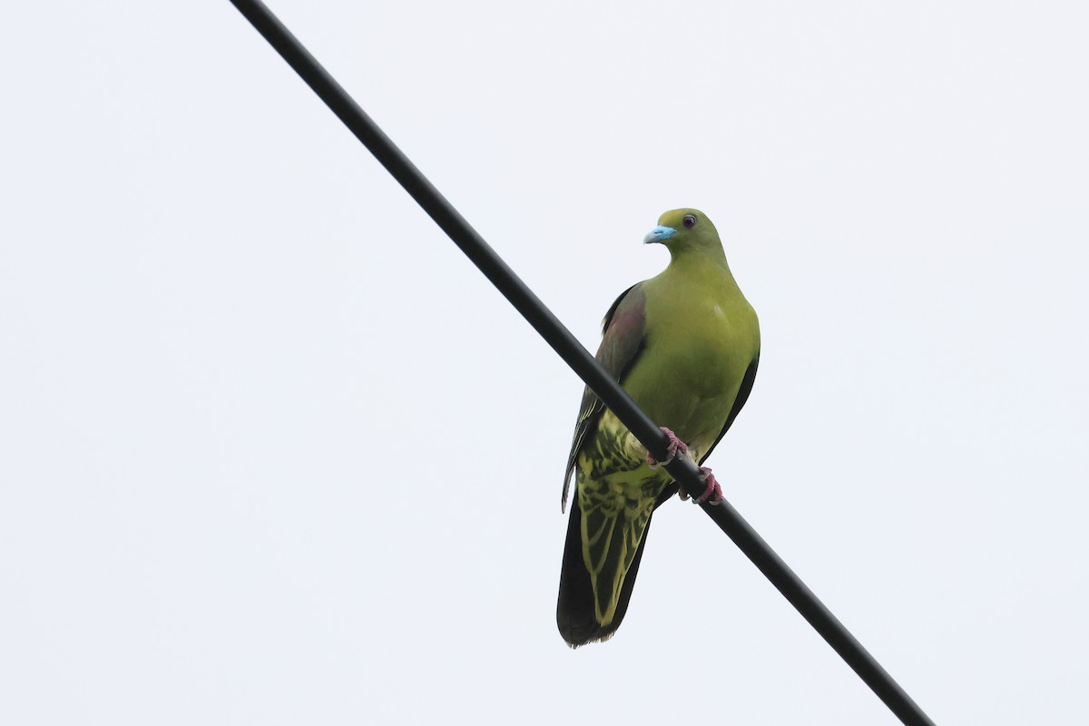 Whistling Green-Pigeon - ML640904183