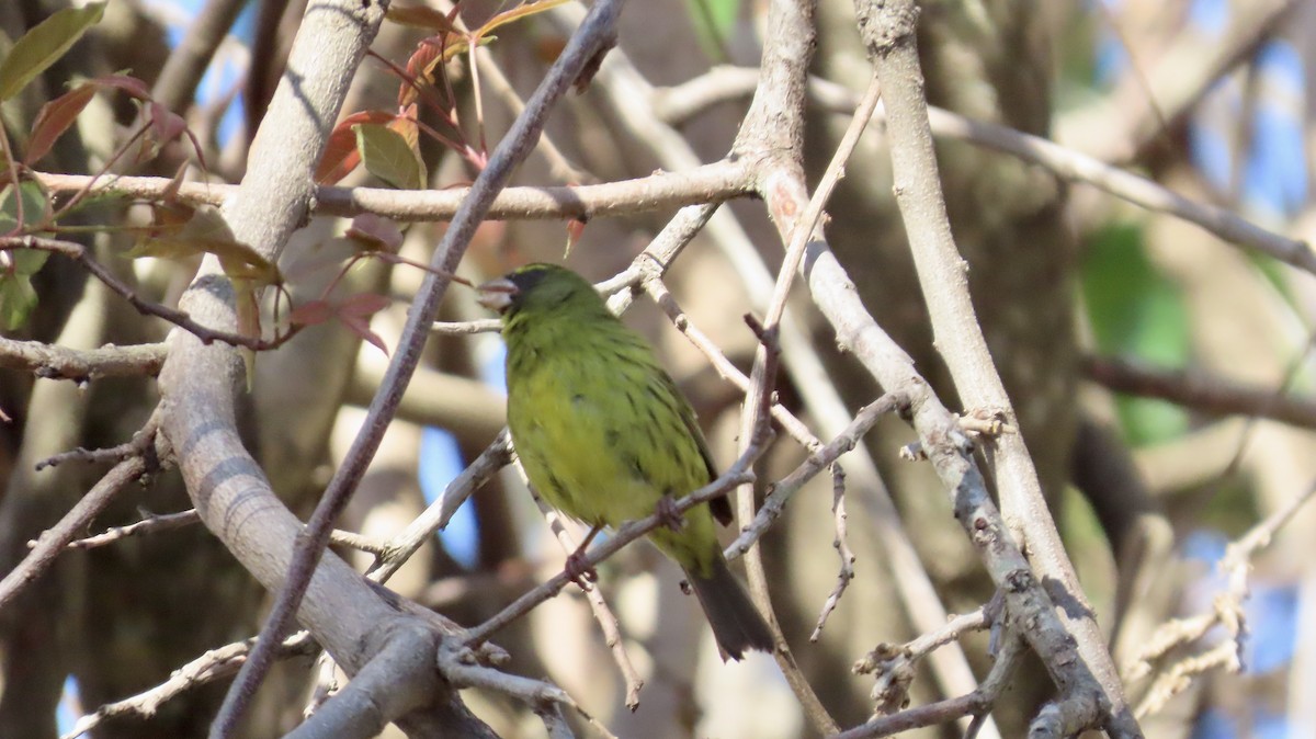 Forest Canary - ML640904205