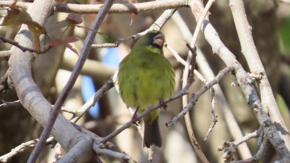 Forest Canary - ML640904214