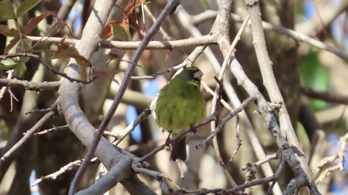 Forest Canary - ML640904218