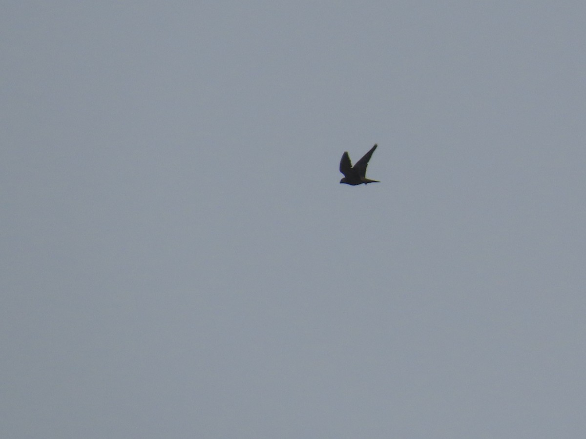 Peregrine Falcon (Mediterranean) - ML640904220