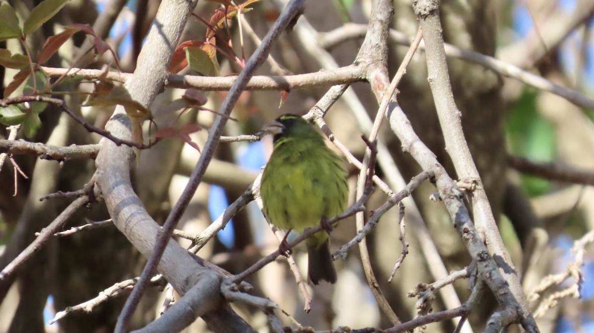 Forest Canary - ML640904222
