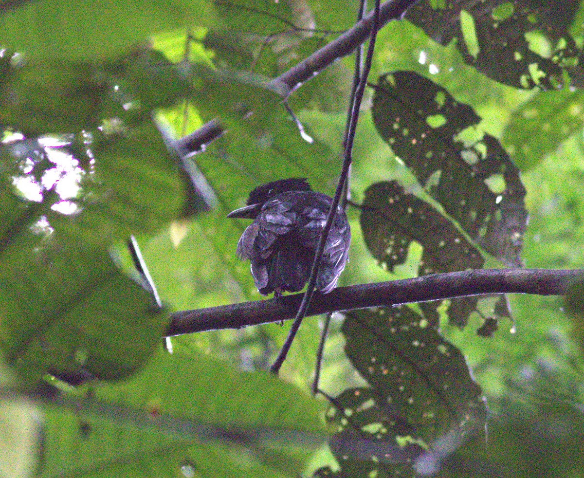 Bare-necked Umbrellabird - ML640904225